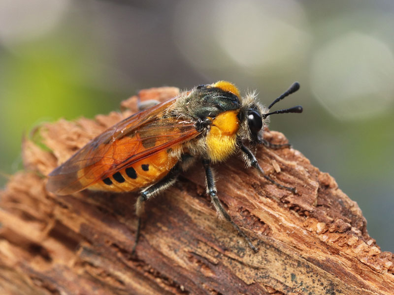いもむしうんちは雨の音: シマクロハバチ