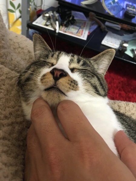 泥棒ヒゲ」が特徴的だった柴の子犬を家族にお迎え→5才になってもパピーに間違われる「やんちゃガール」に成長！いぬのきもちWEB MAGAZINE