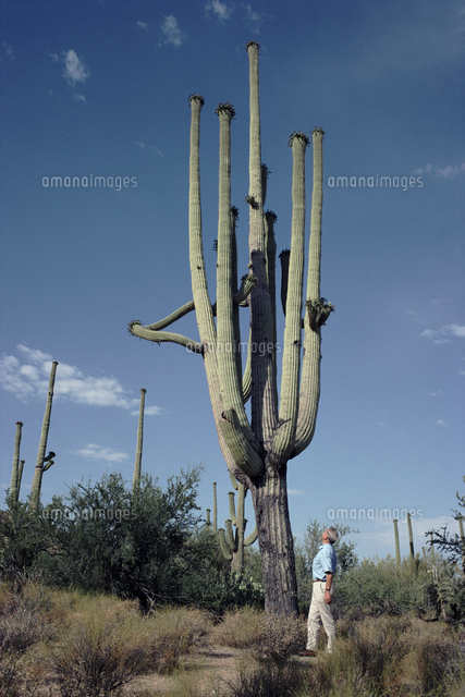 現品 サボテン：カルネギア サボテン 弁慶柱 べんけいちゅう５号 ｂ７