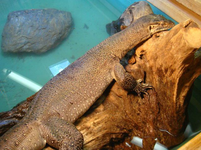 29歳 芝初制覇「信じられないような1週間」 メルテンス 予選勝者にストレート勝ちでツアー10勝目＜女子テニス＞ tennis365.net-Yahoo!ニュース