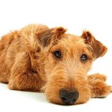 ウェルシュ・テリアの特徴・性格 最新価格と飼い方いぬのきもち 犬図鑑いぬのきもちWEB MAGAZINE