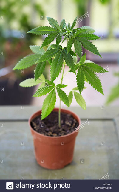 似てるけど許可無し栽培はご法度。違法な「ケシ」の見分け方 いいものタウン - 兵庫県まんなか地域のニュースメディア