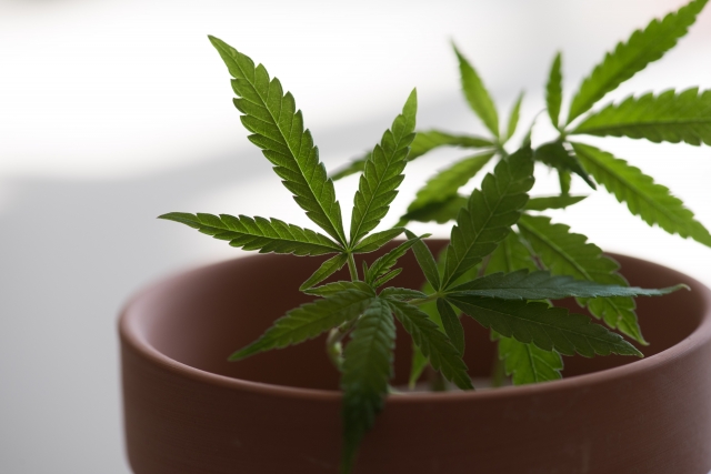 立て続けにお尋ねして申し訳ありませんが、この植物の名前もず 園芸相談Q＆Aみんなの趣味の園芸