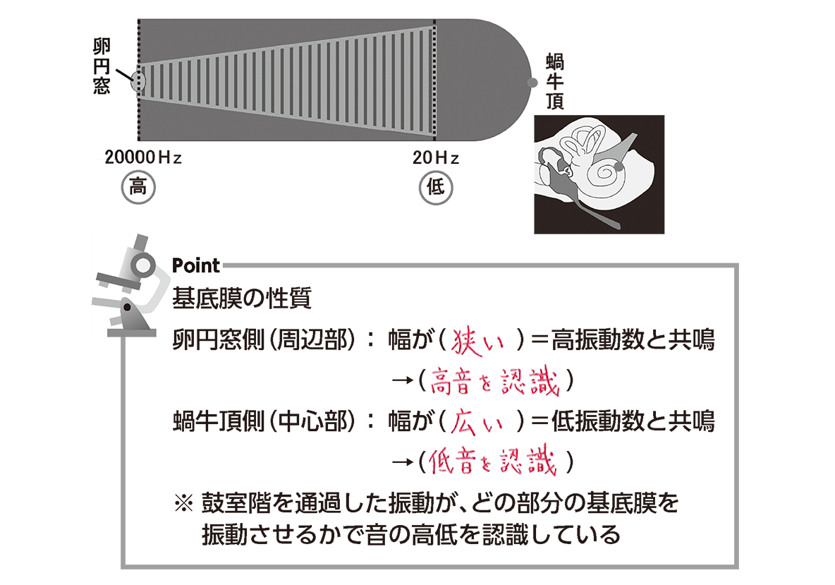 体を守る仕組み：皮膚名古屋学芸大学 管理栄養学部