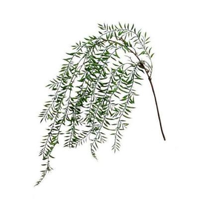 柳 やなぎ コブについて – ステッキ専門店 ラカッポ