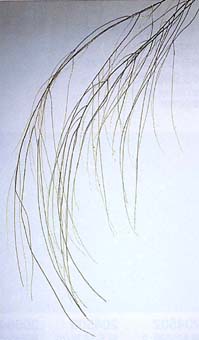 餅花柳しだれ 製造販売元