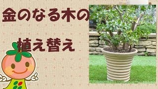 金のなる木プリプリに育てたい 笑 そだレポ 栽培レポート byたかみんなの趣味の園芸