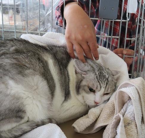 ベルフ牧野林 -盛岡- 最新チラシチラシ情報