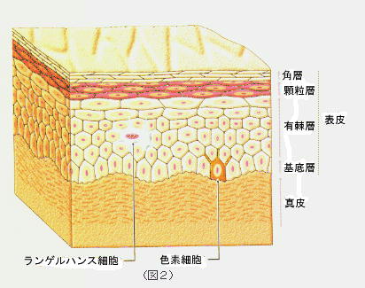 お肌の土台『基底膜』ケア - エステサロン向け美容機器・基礎化粧品のフレキシア