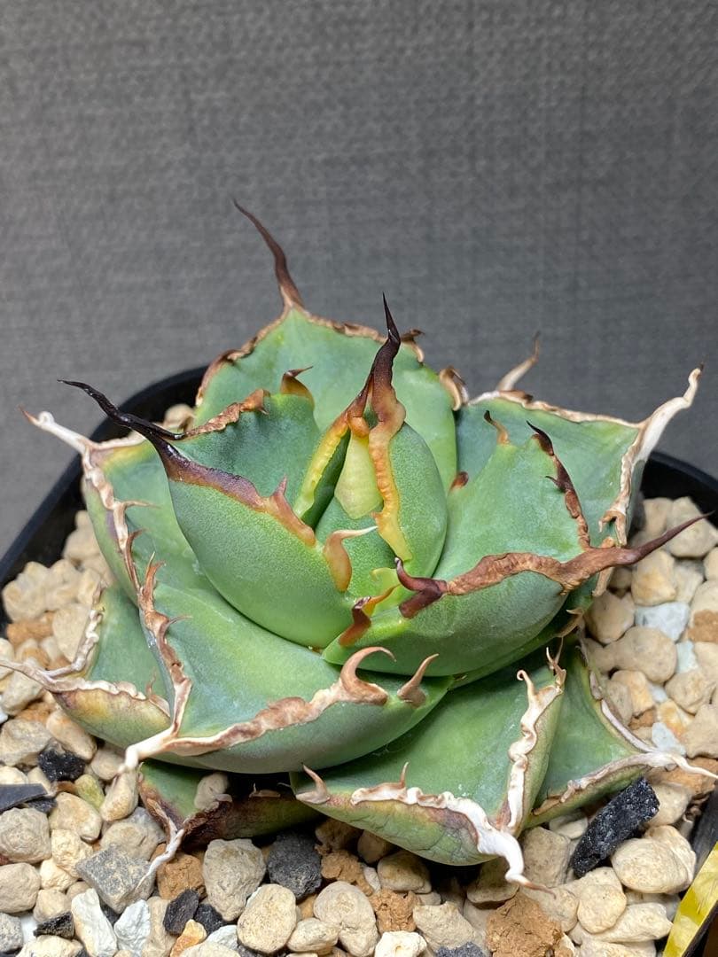 新年セール！アガベロックロウルサンコ札付きG69