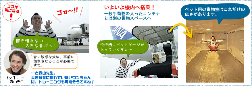 ANA温度管理貨物輸送サービス新登場！アイ・ティ・イー株式会社開発保冷剤「アイスバッテリー®」を利用した定温輸送新商品「PRIO IB プリオアイビーFixed Temp.」ANA Cargo