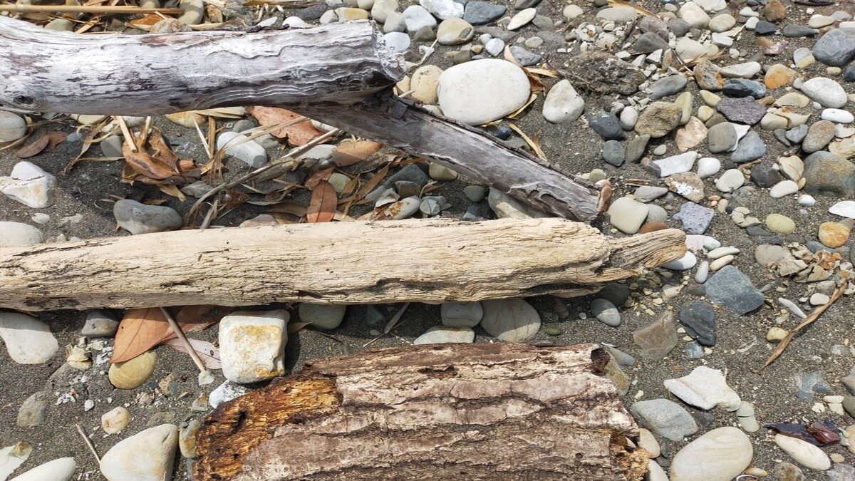 フォレストファイヤ10✖︎5cm 薪拾いはどこでする？違法にならない場所や方法