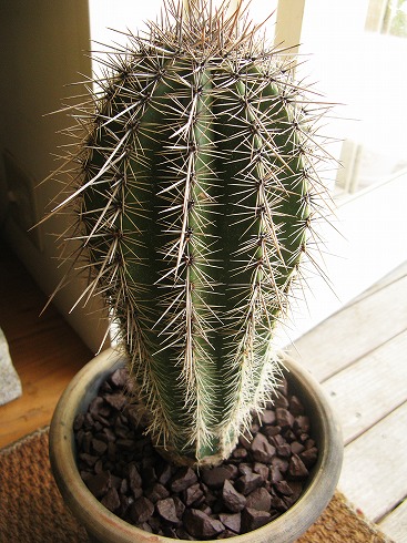 サボテン・弁慶柱 サガロサボテン ３号日本ライン花木センタ