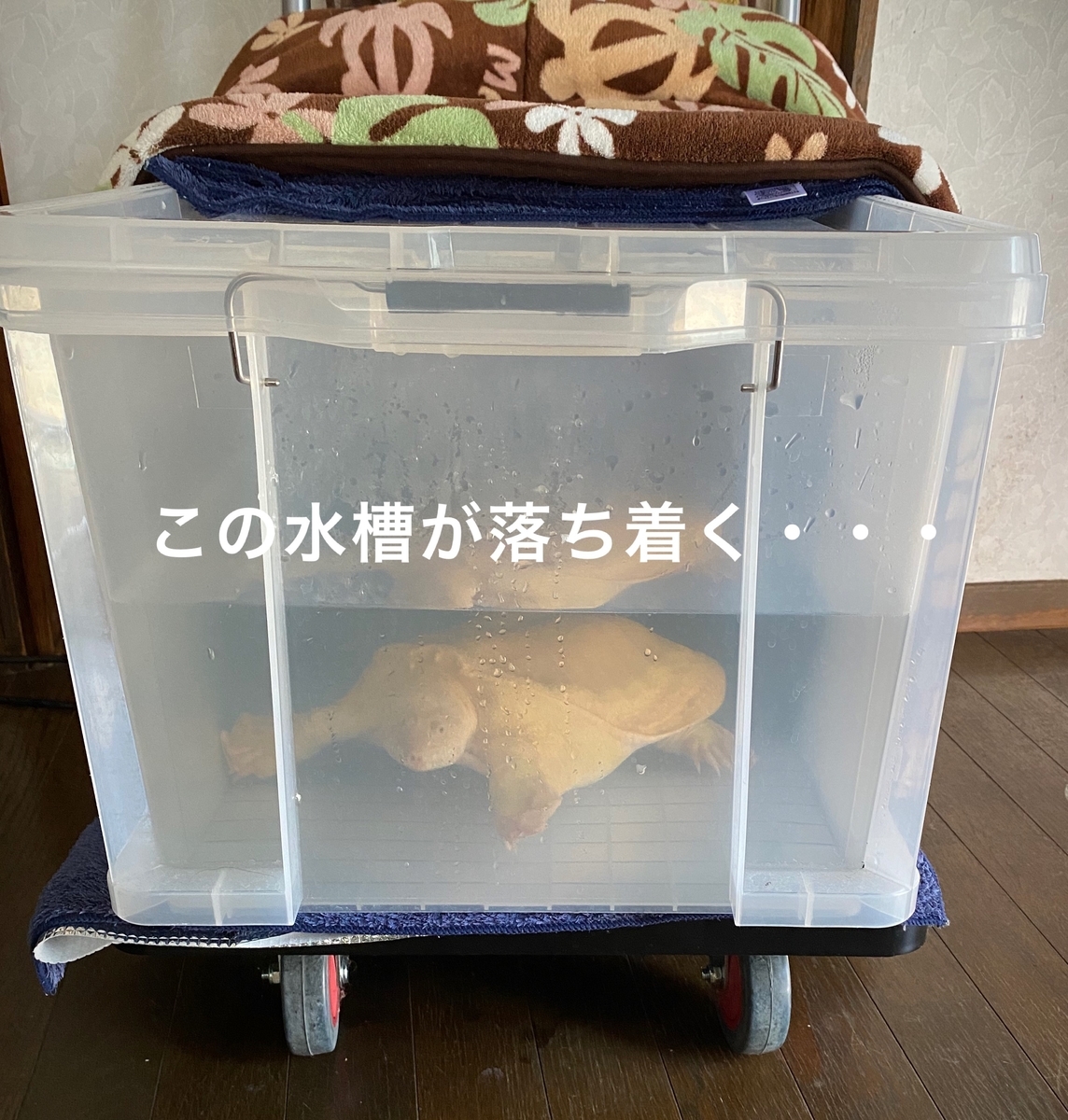 タライ 特大サイズ アルミ 昭和 レトロ 珍品 アンティーク 骨董品