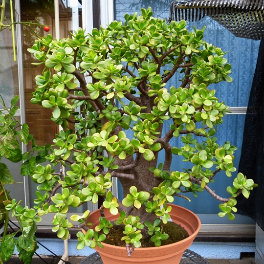 金のなる木の育て方・栽培方法植物図鑑みんなの趣味の園芸 NHK出版