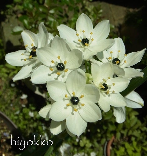 オーソニガラムの写真素材 - PIXTA