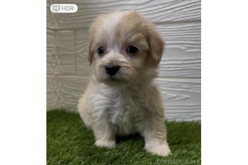 10万円以下のマルックス:マルチーズ×ミニチュアダックスフンドの子犬を探すブリーダーナビ