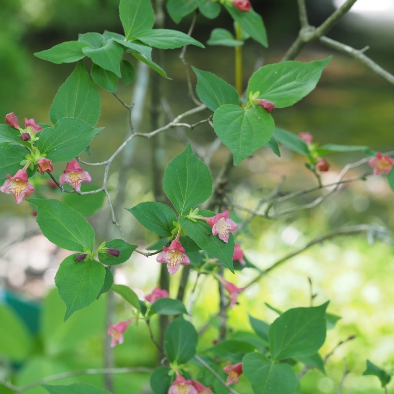 ラベプラゾールNa塩錠10mg「オーハラ」もっと知りたい私のお薬第一三共エスファ 一般利用者向けサイト