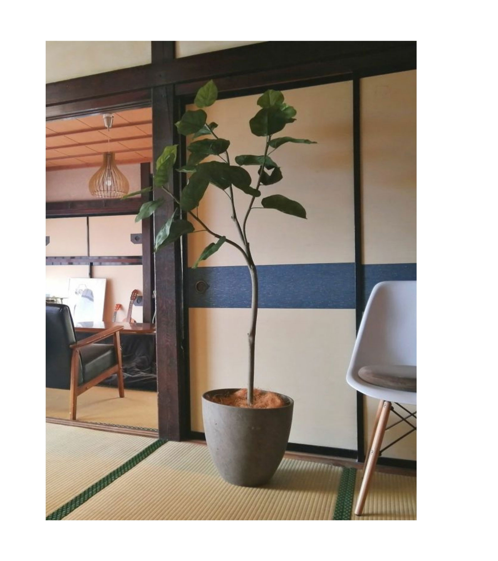 プレミアム光触媒フェイクグリーン 造花ドットコム zouka.com