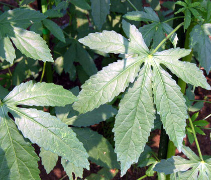 大麻と間違われやすい植物 - 高槻市ホームページ