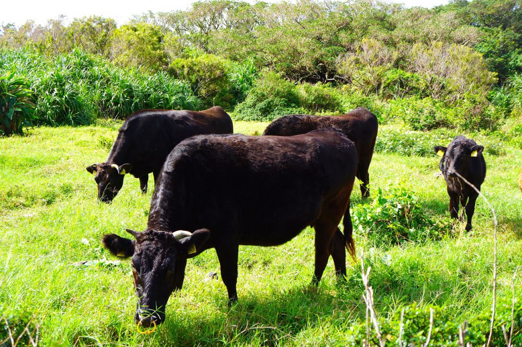 県全体で3.4％減の７４万トン サトウキビ１８－１９年期 – 宮古毎日新聞社ホームページ -宮古島の最新ニュースが満載
