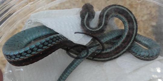 爬虫類図鑑 ヘビ図鑑 ナミヘビ他