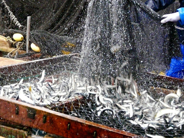 カツオ漁 まきあみvs一本づり で討論②TOSSランド