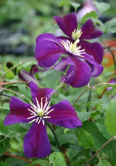 纏流子 神衣鮮血ver