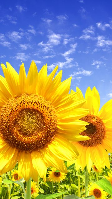 2025年10月最新 運気爆上がり！開運待ち受け50選✨金運・幸運・恋愛運に効果ありの壁紙を無料ダウンロード