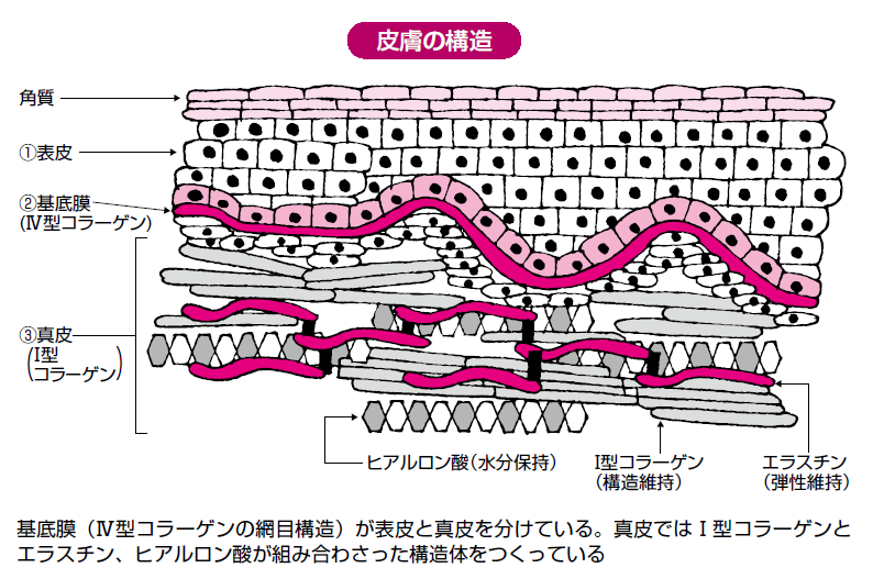 よく聞くけれど意外と知らない「コラーゲン」の仕組みとはニュースイッチ by 日刊工業新聞社