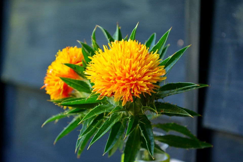 おはようございます。室積市場んです♪ 6月14日の火曜マルシェ始まっています。雨も霧雨程度。 今日はピザのキッチンカー来ています。アゴラさんのキンパは10時過ぎです。 マルシェは12時まで。どうぞお出かけください ^^https:murozumi-1ban.com室積市場ん火曜