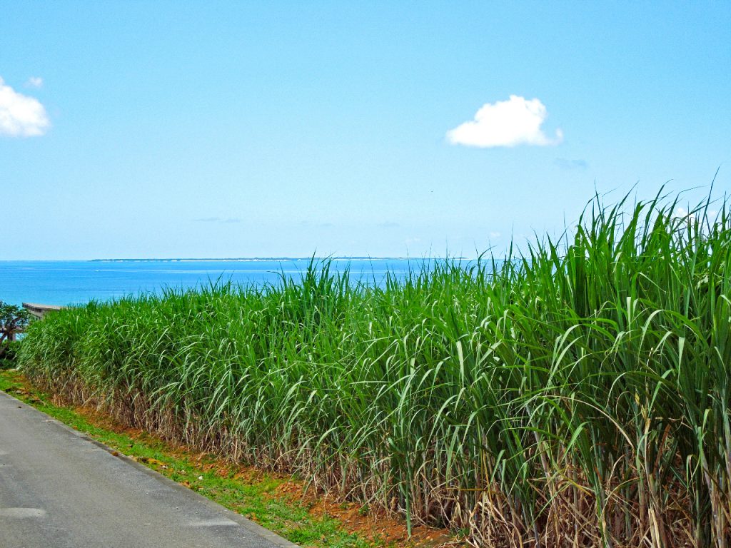 内閣府 沖縄総合事務局 - 野菜