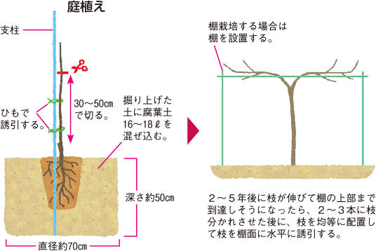 一般財団法人日本緑化センター 緑化樹木供給・技術情報