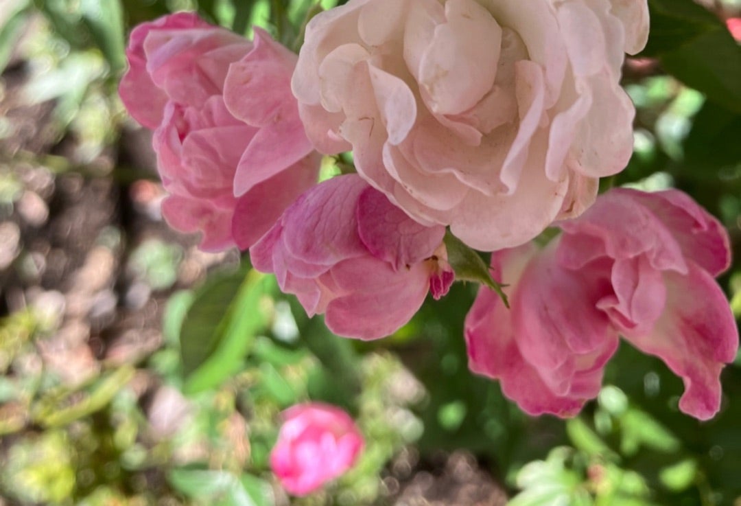 商店街のプレミアム商品券Beauty Salon Ka.rela