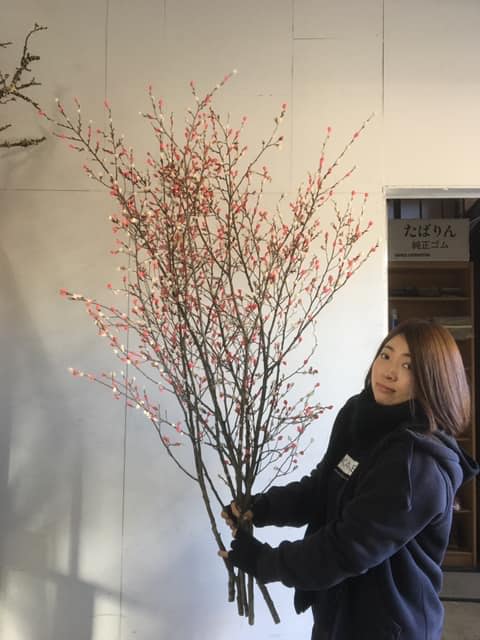 シダレヤナギ 枝垂れ柳 ＜苗木・植木の生産販売 通信販売・通販