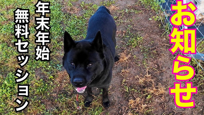 報道ランナー☆ポチパパ紹介松村和子オフィシャルブログ「明日元気にな～れ」Powered by Ameba