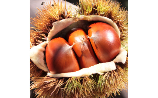 するっ！ときれいにむける栗の裏技 ぽろたん