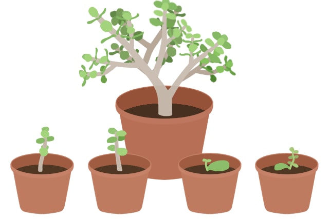 金のなる木を剪定しよう！挿し木の時期と増やし方は？HORTI by GreenSnap