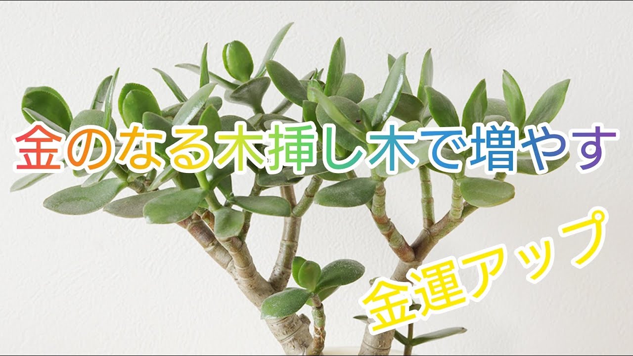 金のなる木を剪定しよう！挿し木の時期と増やし方は？HORTI by GreenSnap