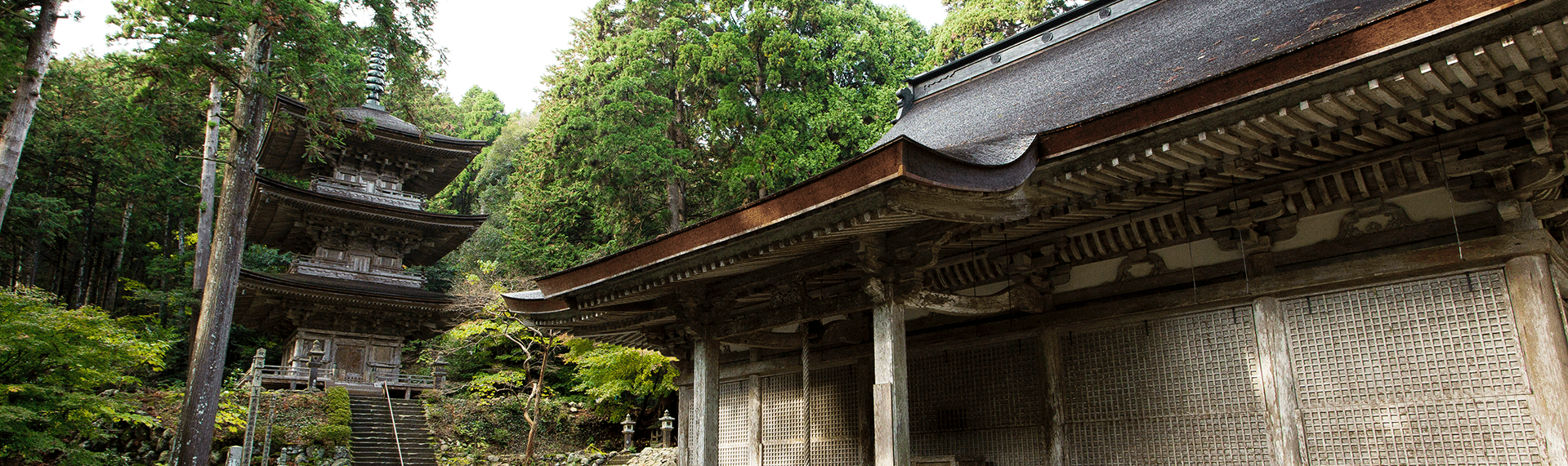 世界中の料理人を魅了する「越前打刃物」。“美しい”と称される切れ味の秘密