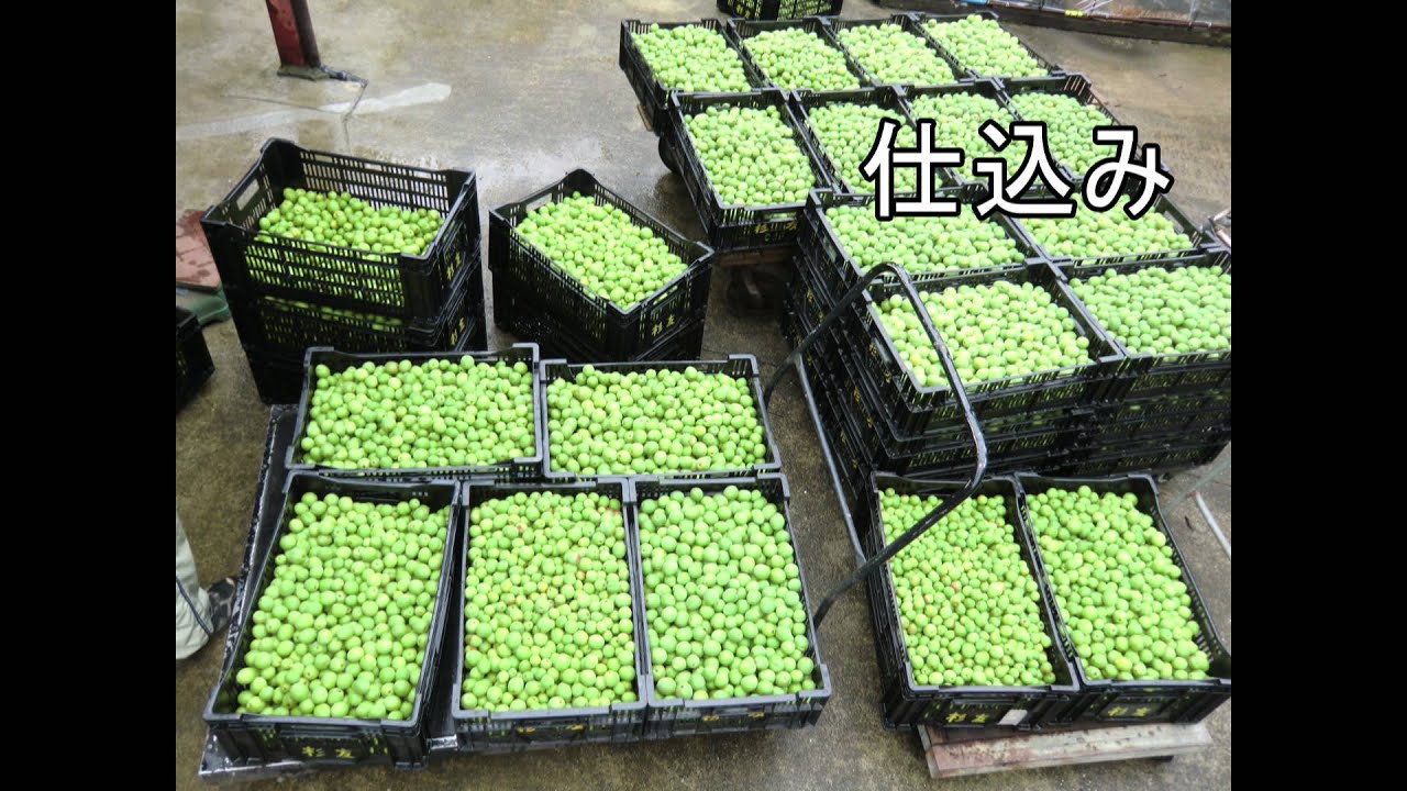 告知」大畠酒造 感謝祭2023『大畠酒造』の気まぐれ日記♪