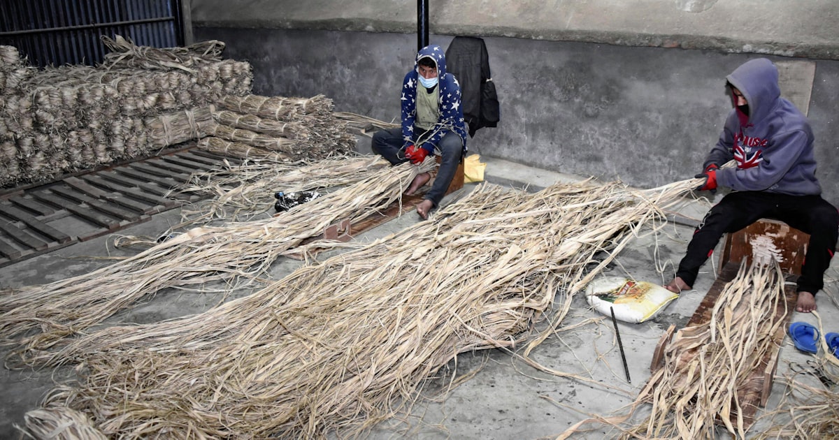 お札の原料ミツマタ加工 徳島・那賀の林業者、近く初出荷徳島ニュース徳島新聞デジタル