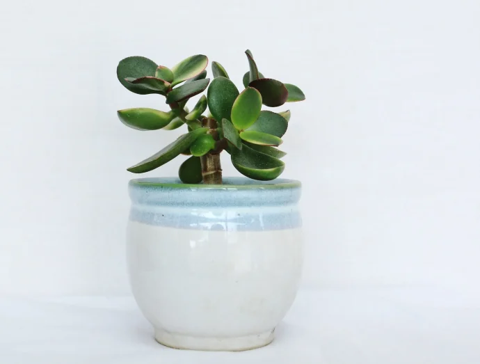 花言葉は「幸運を招く」！金のなる木を上手に育てるには？植物とあなたをつなぐPlantia