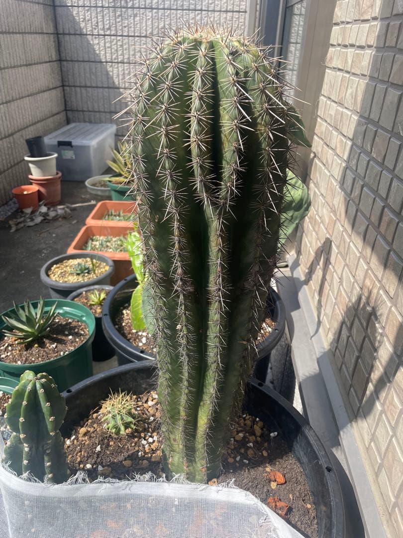 楽天市場 弁慶柱の通販