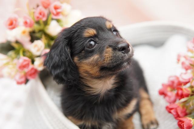 マルックス マルチーズ×ダックスフンド のブルー・グレー系の子犬を探すブリーダー直販の子犬販売 みんなのブリーダー