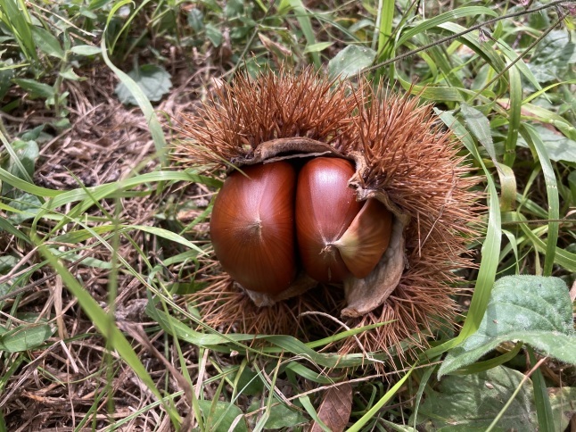 ぼっち・ざ・ろっく！外伝 廣井きくりの深酒日記 ＦＵＺコミックス- マンガ 漫画 │電子書籍無料試し読み・まとめ買いならBOOK☆WALKER