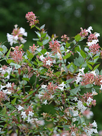 NY2021 滅びの前のシャングリラ – et seq. エセク 羽根ペンネイルポリッシュ