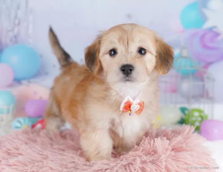 10万円以下のマルックス:マルチーズ×ミニチュアダックスフンドの子犬を探すブリーダーナビ