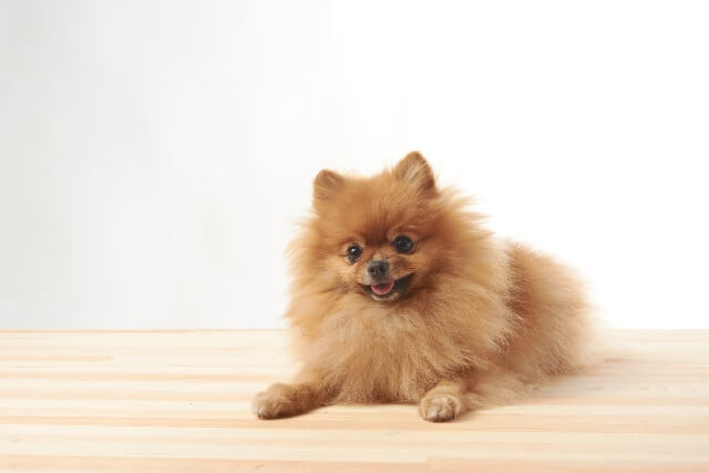 愛犬と一緒に寝る方法と注意点を解説！愛犬を想うことが大切mofmo