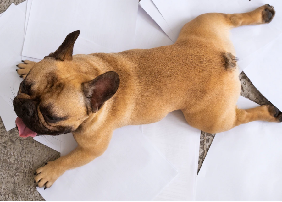 布施とはダーナーを漢訳したもので、与えるということ - 仏教辞典